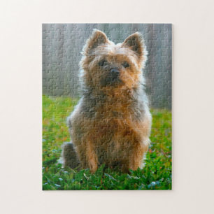 Puzzle Jigsaws de chien de Terrier soyeux.
