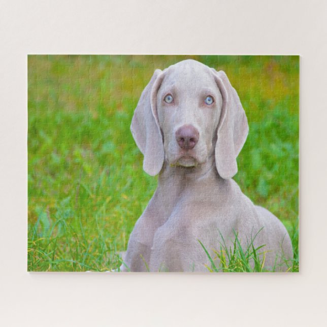 Puzzle Jigsaws de Chien Weimaraner. (Horizontal)