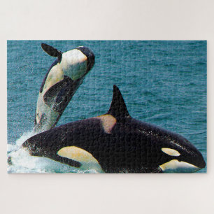 Puzzle Jigsaws Orques ou baleines tueuses