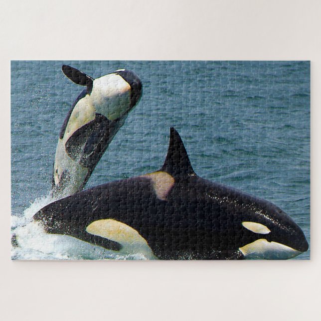 Puzzle Jigsaws Orques ou baleines tueuses (Horizontal)