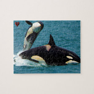 Puzzle Jigsaws Orques ou baleines tueuses