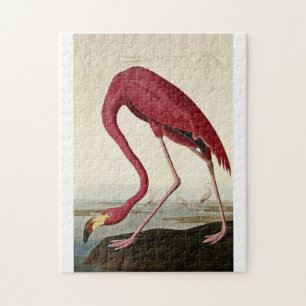 Puzzle John James Audubon - Flamant rose américain