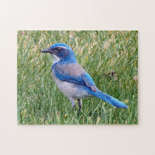 Puzzle Joli Blue Scrub Jay Bird Photo