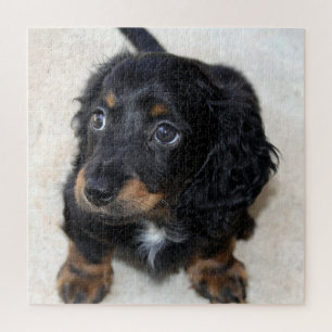 Puzzle Joli Chien chiot noir Dachshund