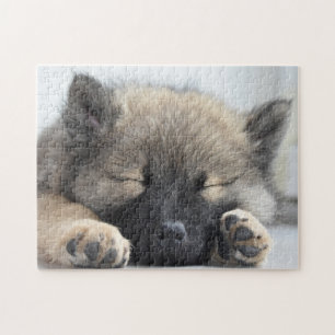 Puzzle Joli chiot Eurasier