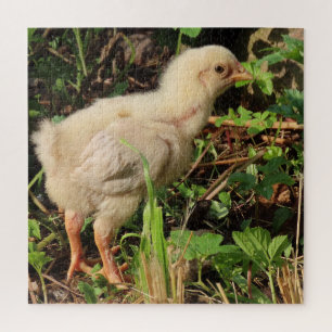 Puzzle joli petit poulet, poussins de poulet, bien sûr,