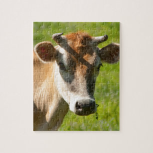 Puzzle Joli regard fixe de vache du Jersey