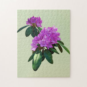 Puzzle Joli Rhododendron rose