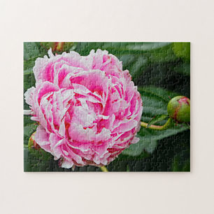 Puzzle Joli rose Peony Floral Photo
