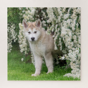 Puzzle Jolie chiot de chien malamué de l'Alaska en fleurs