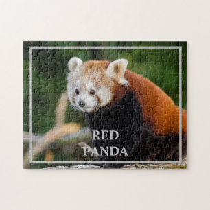 Puzzle Jolie Photo de Panda Roux dans la Nature