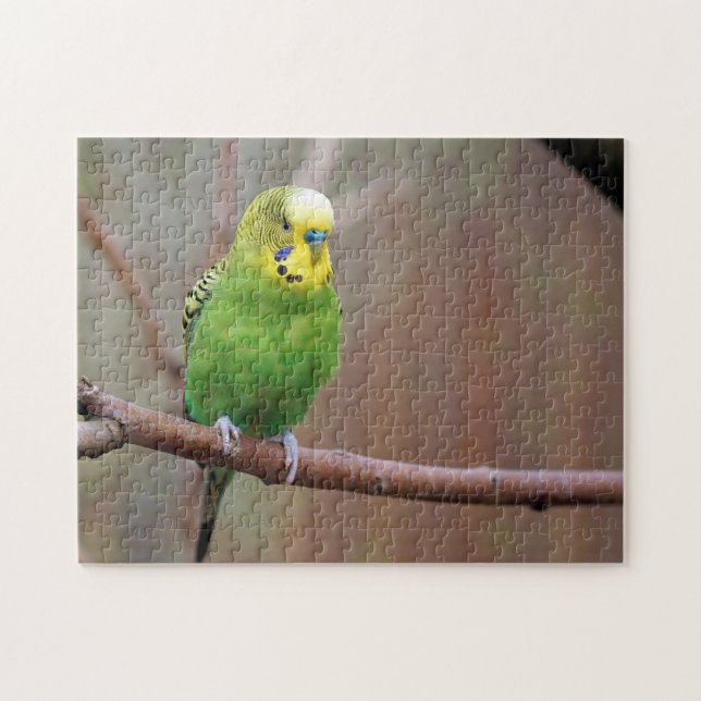 Puzzle Jolie photo Green Budgie (Horizontal)