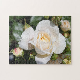 Puzzle jolies fleurs de rose blanches pures. amour, roman