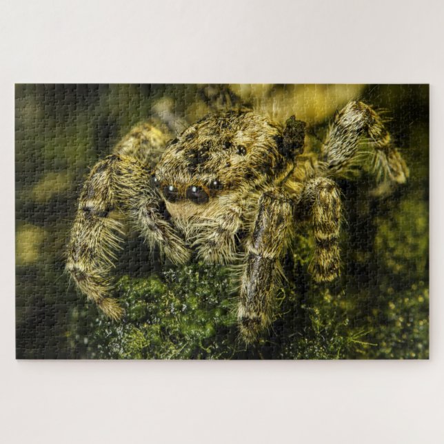 Puzzle Jumping spider on the moss photo (Horizontal)