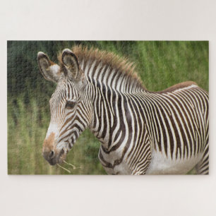 Puzzle Juvenile Zebra