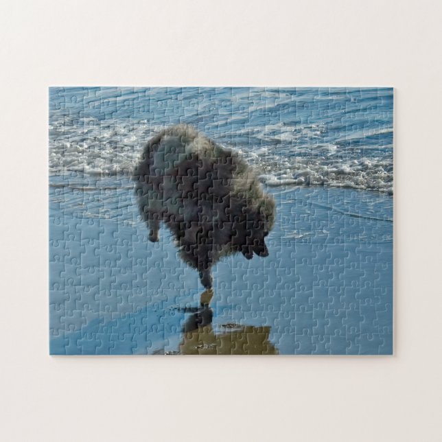 Puzzle Keeshond Ballet Photographie - Joli chien d'origin (Horizontal)