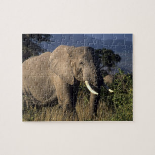 Puzzle Kenya : Amboseli, éléphant africain masculin