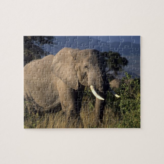 Puzzle Kenya : Amboseli, éléphant d'Afrique mâle (Horizontal)