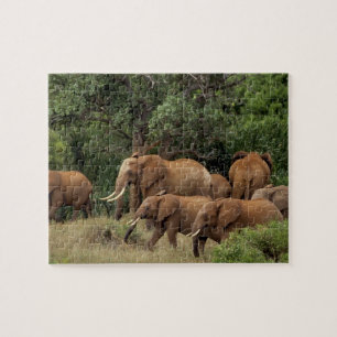 Puzzle Kenya : Parc national de Tsavo East, troupeau afri