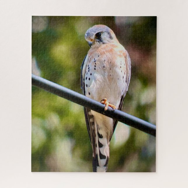 Puzzle Kestrel américain (Vertical)