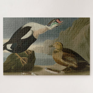 Puzzle King Duck (roi Eider) Audubon's Birds of America