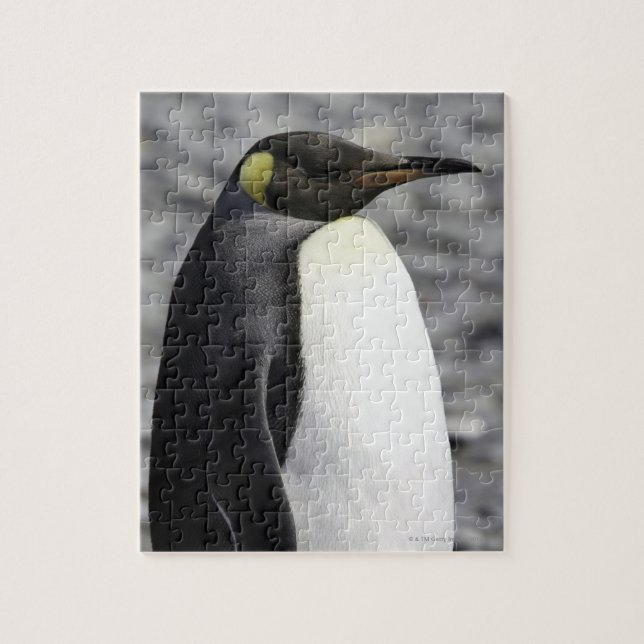 Puzzle King Penguin, plaine de Salisbury, Géorgie du Sud (Vertical)
