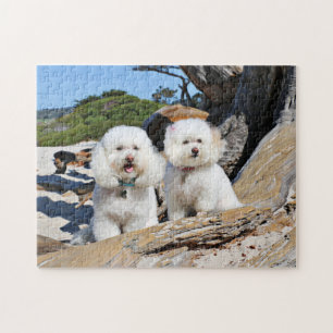 Puzzle Kirby Shelby - caniches sur la plage de Carmel