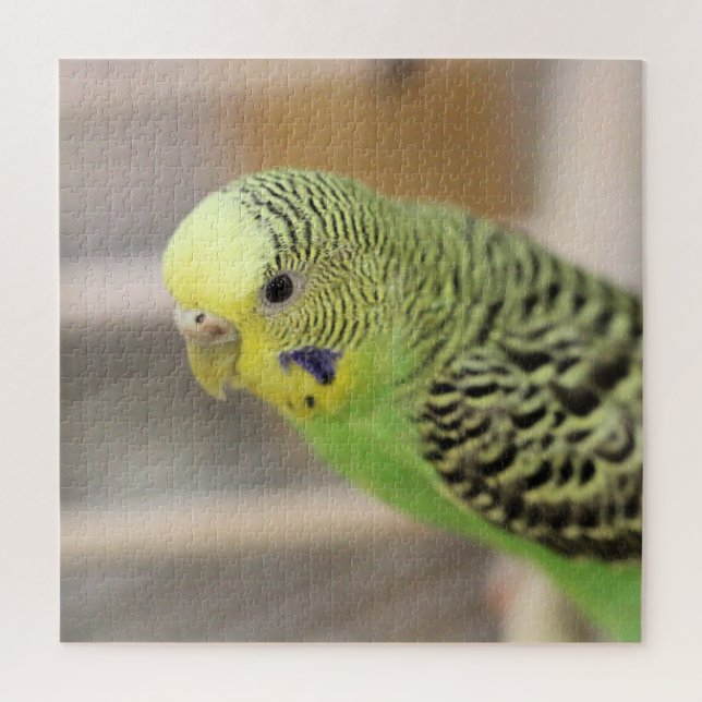 Puzzle Kiwi (Vertical)