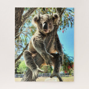 Puzzle Koala