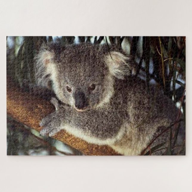 Puzzle Koala Bear sur une branche d'arbre il est mignon. (Horizontal)