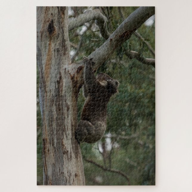 Puzzle Koala Escalade Tree Australie, 1014 pièces (Vertical)