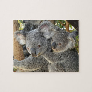 Puzzle Koala Phascolarctos cinereus Queensland.