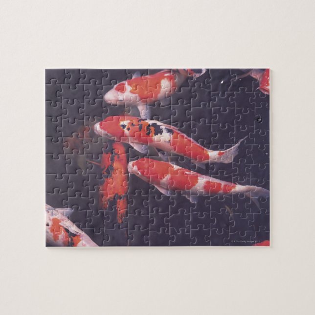 Puzzle Koi piscine (Horizontal)