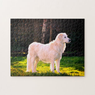 Puzzle La beauté de Maremma Sheepdog