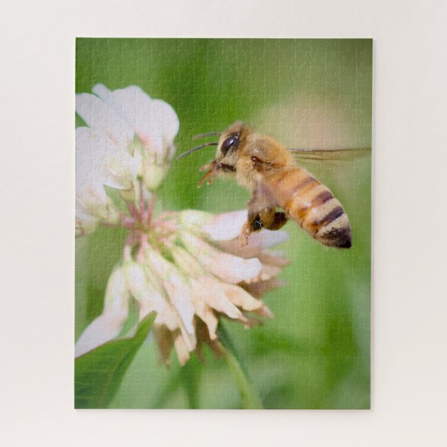 Puzzle La course tranquille d'une abeille sur du trèfle b (Vertical)