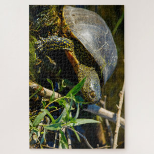 Puzzle La tortue marécageuse européenne