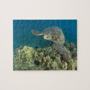 Puzzle La tortue verte, (Chelonia mydas), est la 2
