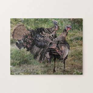 Puzzle La Turquie sauvage avant le combat
