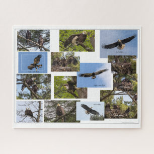 Puzzle La vie familiale de l'aigle