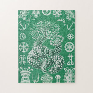 Puzzle La vie marine Thuroidea Gurkensterne par Ernst Hae