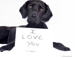 Puzzles Labrador Noir Zazzle Fr
