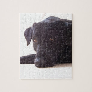 Puzzle labrador retriever