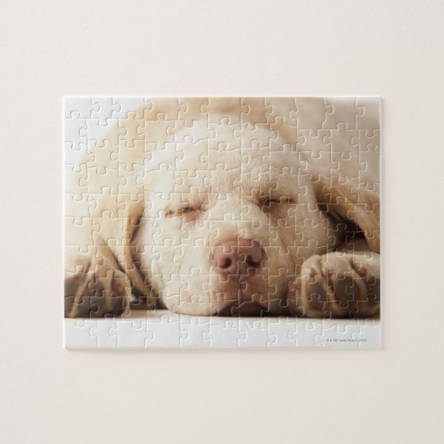 Puzzle Labrador retriever jaune (Horizontal)