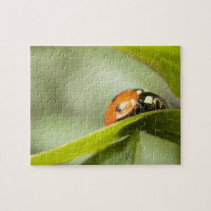 Puzzle Ladybird sur la feuille, coccinelle sur la feuille