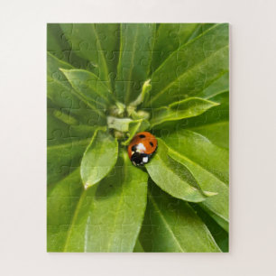 Puzzle Ladybug