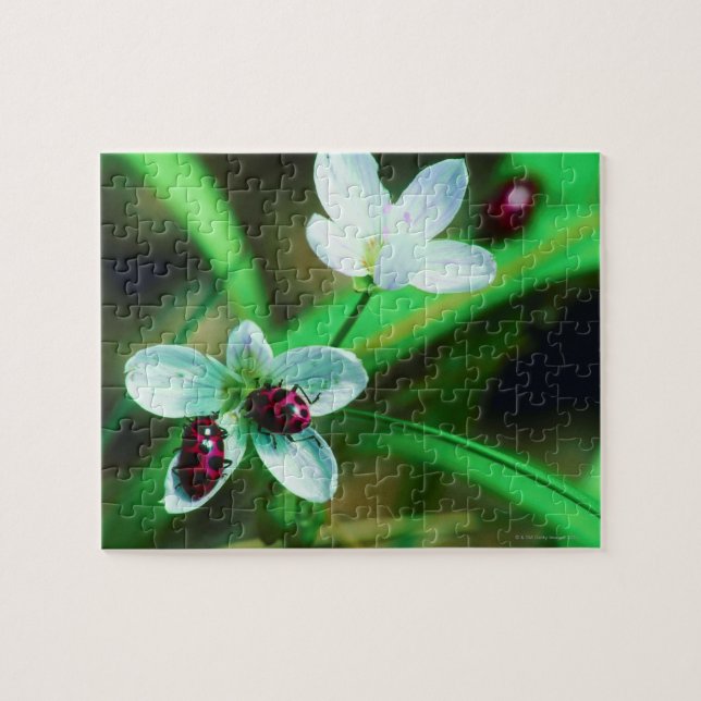 Puzzle Ladybug (Horizontal)