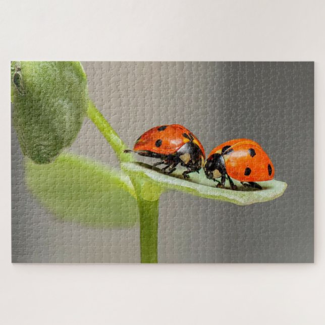 Puzzle Ladybug beetles on a leaf (Horizontal)
