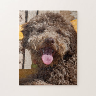 Puzzle Lagotto Romagnolo Allongé Sur Un Banc En Bois