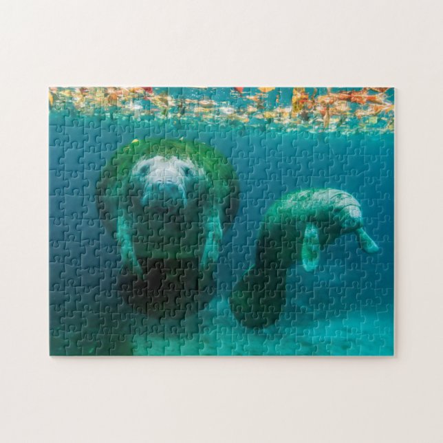 Puzzle Lamantin mère avec son veau à Crystal River (Horizontal)