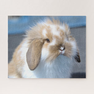 Puzzle Lapin Lapin Lapin De Mini-Lop Nain De Holland